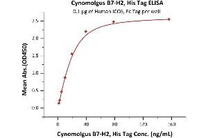 Immobilized Human ICOS, Fc Tag (ABIN6731300,ABIN6809913) at 1 μg/mL (100 μL/well) can bind Cynomolgus B7-H2, His Tag (ABIN6933646,ABIN6938823) with a linear range of 0.