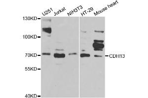 Western blot analysis of extracts of various cell lines, using CDH13 antibody (ABIN5970883) at 1/1000 dilution. (Cadherin 13 anticorps)