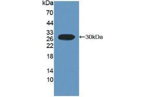 Figure. (FCAR anticorps  (AA 51-280))