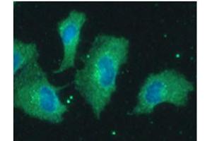ICC/IF analysis of PPP1R14A in A549 cells line, stained with DAPI (Blue) for nucleus staining and monoclonal anti-human PPP1R14A antibody (1:100) with goat anti-mouse IgG-Alexa fluor 488 conjugate (Green). (CPI-17 anticorps)