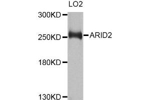 Western blot analysis of extracts of LO2 cells, using ARID2 antibody.