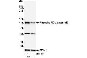 Western Blotting (WB) image for anti-Minichromosome Maintenance Complex Component 2 (MCM2) (pSer108) antibody (ABIN7449366)