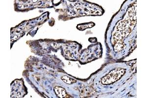 IHC analysis of DYNLL1/PIN using anti-DYNLL1/PIN antibody (ABIN7599571).