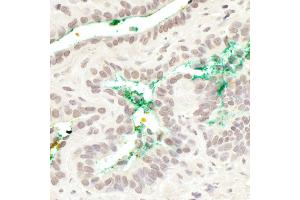 Immunohistochemistry (IHC) image for anti-Mastermind-Like 3 (MAML3) (AA 150-200) antibody (ABIN7454662)