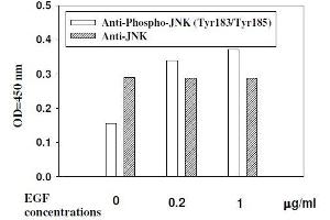 Hela cells were stimulated by different concentrations of anisomycin for 1 hour at 37 °C