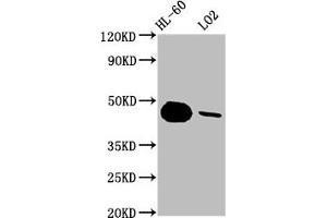 Western Blot Positive WB detected in: HL-60 whole cell lysate, LO2 whole cell lysate All lanes: CASP9 antibody at 1. (Recombinant Caspase 9 anticorps)