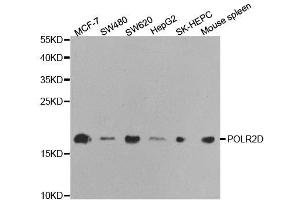 Western blot analysis of extracts of various cell lines, using POLR2D antibody. (POLR2D anticorps  (AA 1-142))