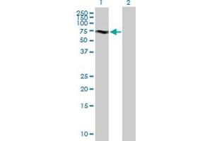 Western Blot analysis of KIF19 expression in transfected 293T cell line by KIF19 MaxPab polyclonal antibody. (KIF19 anticorps  (AA 1-548))
