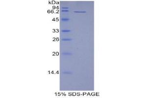 SDS-PAGE (SDS) image for CD5 Molecule-Like (CD5L) (AA 22-352) protein (His tag,GST tag) (ABIN2122591)