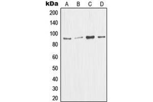 Western blot analysis of MDM2 expression in Jurkat (A), A673 (B), HEK293T (C), A549 (D) whole cell lysates. (MDM2 anticorps  (C-Term))
