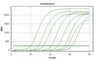 Polymerase Chain Reaction (PCR) image for Interferon gamma (IFNG) IQ-ELISA Kit (ABIN5680028)