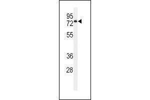Western blot analysis of EN Antibody (Center) (ABIN651116 and ABIN2840082) in HL-60 cell line lysates (35 μg/lane). (ENPP7 anticorps  (AA 286-313))