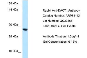 Western Blotting (WB) image for anti-Dapper, Antagonist of beta-Catenin, Homolog 1 (DACT1) (C-Term) antibody (ABIN2789377) (DACT1 anticorps  (C-Term))