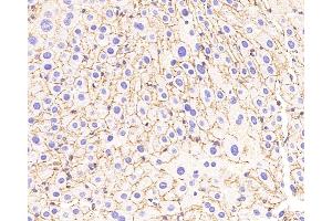 Immunohistochemistry analysis of paraffin-embedded Mouse liver using N-cadherin Polyclonal Antibody at dilution of 1:500. (N-Cadherin anticorps)