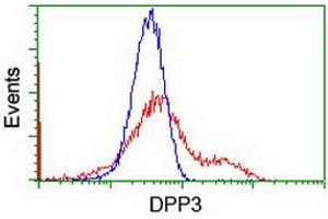 Image no. 3 for anti-Dipeptidyl-Peptidase 3 (DPP3) antibody (ABIN1497828) (DPP3 anticorps)