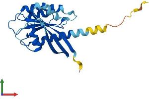 AlphaFold protein structure predicition of Mouse Recombinant Rab7b Protein, UniprotID Q8VEA8