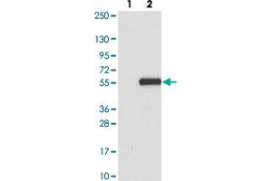 Western blot analysis of Lane 1: Negative control (vector only transfected HEK293T lysate). (Fam53a anticorps)