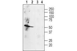 Western blot analysis of rat heart (lanes 1 and 3) and lung (lanes 2 and 4) lysates: - 1,3.