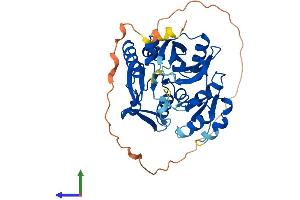 AlphaFold protein structure predicition of Human Recombinant RIMKLA Protein, UniprotID Q8IXN7
