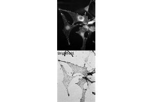 Image no. 1 for anti-Melanophilin (MLPH) (C-Term) antibody (ABIN374219) (Melanophilin anticorps  (C-Term))