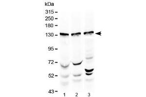 Western blot testing of 1) rat testis, 2) mouse testis and 3) human HeLa lysate with Exportin-5 antibody at 0. (XPO5 anticorps  (AA 2-43))