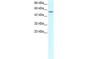 WB Suggested Anti-EBF3 Antibody Titration: 2. (EBF3 anticorps  (Middle Region))