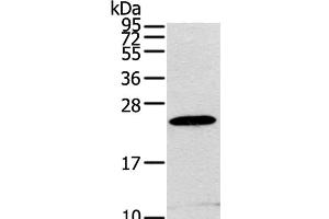 Western Blot analysis of RAW264. (RGS1 anticorps)