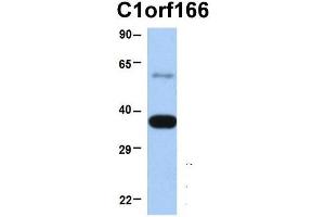 Host:  Rabbit  Target Name:  C1orf166  Sample Type:  Human Fetal Heart  Antibody Dilution:  1. (MUL1 anticorps  (Middle Region))