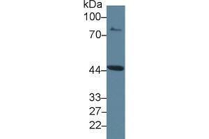 Western Blot; Sample: Rat Placenta lysate; Primary Ab: 2µg/ml Rabbit Anti-Rat IDO Antibody Second Ab: 0.
