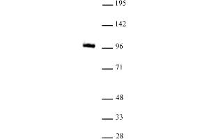 GLIS1 antibody (mAb) tested by Western Blot.