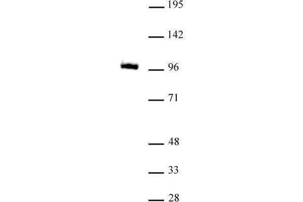 GLIS1 anticorps  (N-Term)