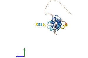 AlphaFold protein structure predicition of Mouse Recombinant Syp Protein, UniprotID Q62277