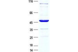 Validation with Western Blot (C1ORF115 Protein (GST tag,His tag))