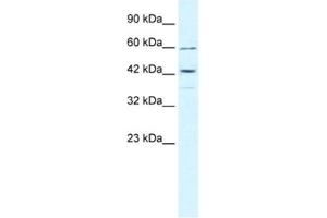 Western Blotting (WB) image for anti-Tripartite Motif Containing 68 (TRIM68) antibody (ABIN2460957)