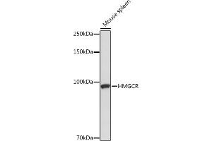 Western blot analysis of extracts of Mouse spleen, using HMGCR Rabbit pAb (ABIN3022293, ABIN3022294, ABIN3022295, ABIN1513022 and ABIN6218714) at 1:1000 dilution.