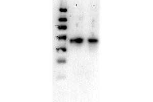 Western Blot of Rabbit anti-Glut2 antibody.