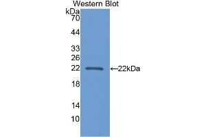 Western Blotting (WB) image for anti-Poly(A) Binding Protein, Cytoplasmic 1-Like (PABPC1L) (AA 187-368) antibody (ABIN1860115)