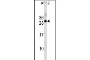 Mouse Rab17 Antibody (Center) (ABIN1538650 and ABIN2850148) western blot analysis in K562 cell line lysates (35 μg/lane). (RAB17 anticorps  (AA 83-110))