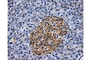 Immunohistochemical staining of paraffin-embedded pancreas tissue using anti-HK2mouse monoclonal antibody. (Hexokinase 2 anticorps)