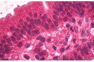ABIN185378 (2µg/ml) staining of paraffin embedded Human Small Intestine.