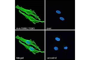 ABIN1590028 Immunofluorescence analysis of paraformaldehyde fixed HeLa cells, permeabilized with 0. (FURIN anticorps  (Internal Region))