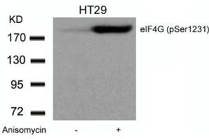 Western blot analysis of extracts from HT29 cells untreated or treated with Anisomycin using eIF4G (phospho-Ser1231) Antibody.
