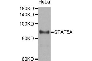 Western blot analysis of extracts of HeLa cell line, using STAT5A antibody. (STAT5A anticorps)
