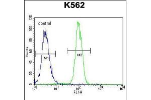 Flow cytometric analysis of K562 cells (right histogram) compared to a negative control cell (left histogram). (ZNF619 anticorps  (N-Term))