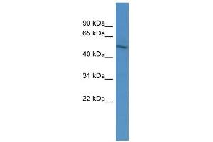 WB Suggested Anti-ZNF101 Antibody Titration:  0. (ZNF101 anticorps  (N-Term))
