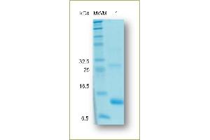 SDS-PAGE analysis of recombinant Activin A. (INHBA Protein (His tag))