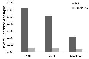 Chromatin immunoprecipitation analysis of extracts of HeLa cells, using J/CSN5/COPS5 antibody (ABIN7266497) and rabbit IgG. (COPS5 anticorps)