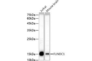 Western blot analysis of extracts of various cell lines, using FUNDC1 antibody (ABIN7267276) at 1:1000 dilution. (FUNDC1 anticorps  (AA 50-150))