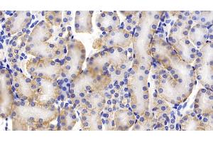 Detection of PROM1 in Mouse Kidney Tissue using Polyclonal Antibody to Prominin 1 (PROM1) (CD133 anticorps  (AA 180-435))
