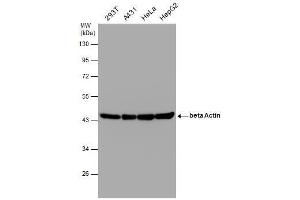 WB Image Various whole cell extracts (30 μg) were separated by 10% SDS-PAGE, and the membrane was blotted with beta Actin antibody , diluted at 1:1000.